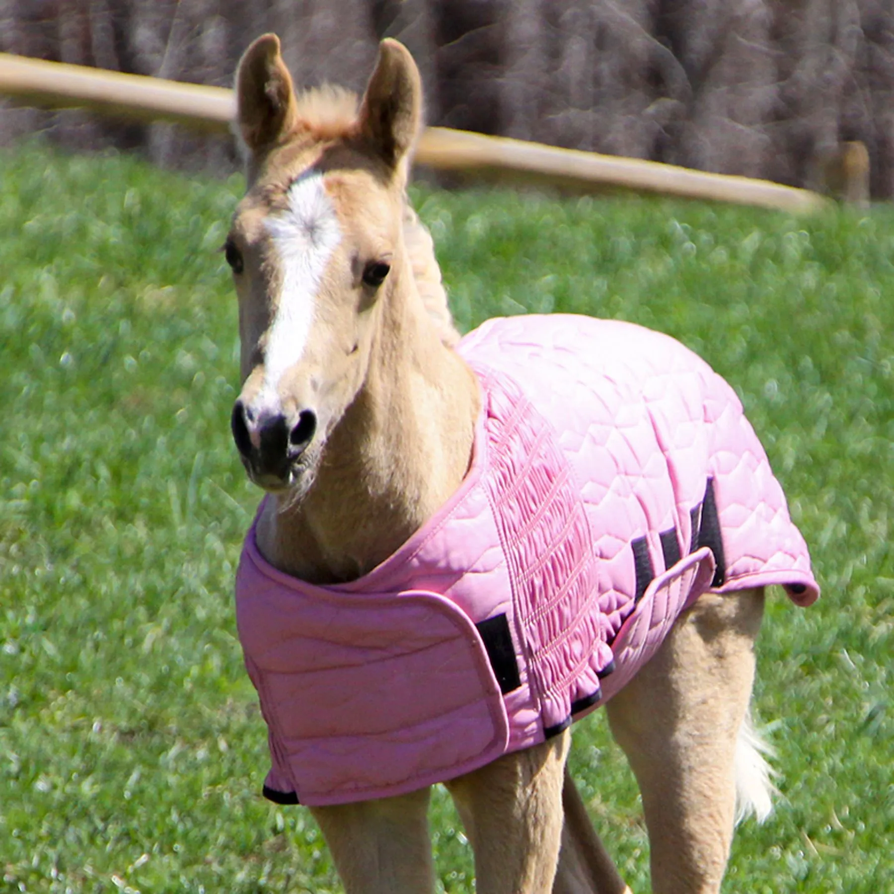 UltraFlex® Foal Saver® Lightweight Blanket - Premium Stable Blanket for Foals 6 UltraFlex® Foal Saver® Lightweight Blanket - Premium Stable Blanket for Foals - Image 6
