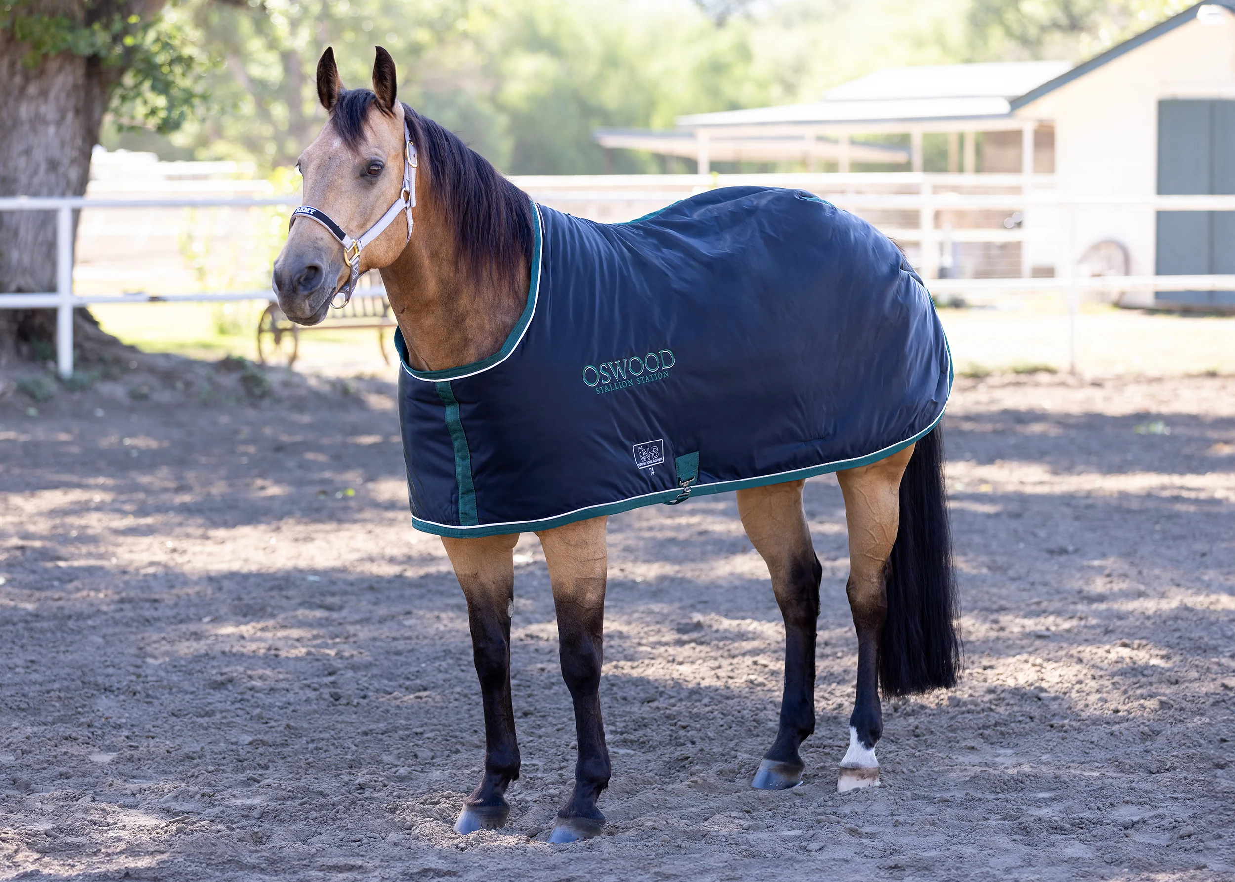Schneiders Shop -Schneiders Shop Stable Blanket 3O7A1622 WEB SIZED